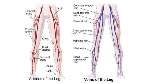 Two labelled diagrams of the legs side by side: arteries drawn in red on the left, veins drawn in blue on the right