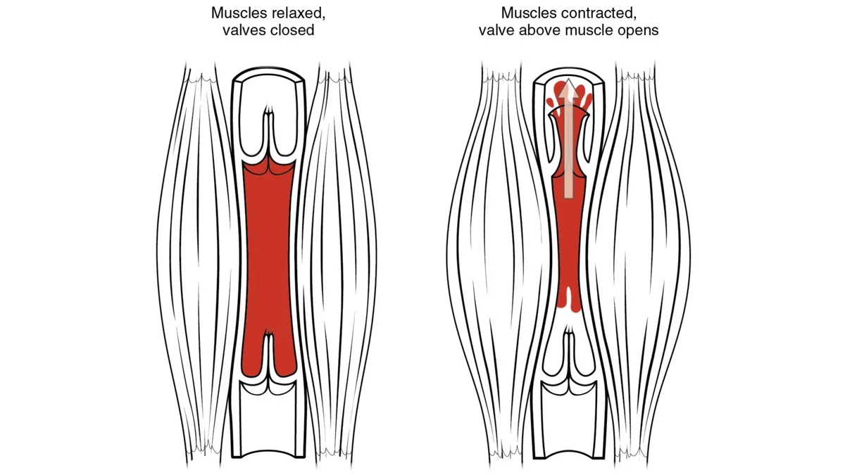Two diagrams of a leg vein between calf muscles, showing valves closed with muscles relaxed and a valve opening when muscles contract